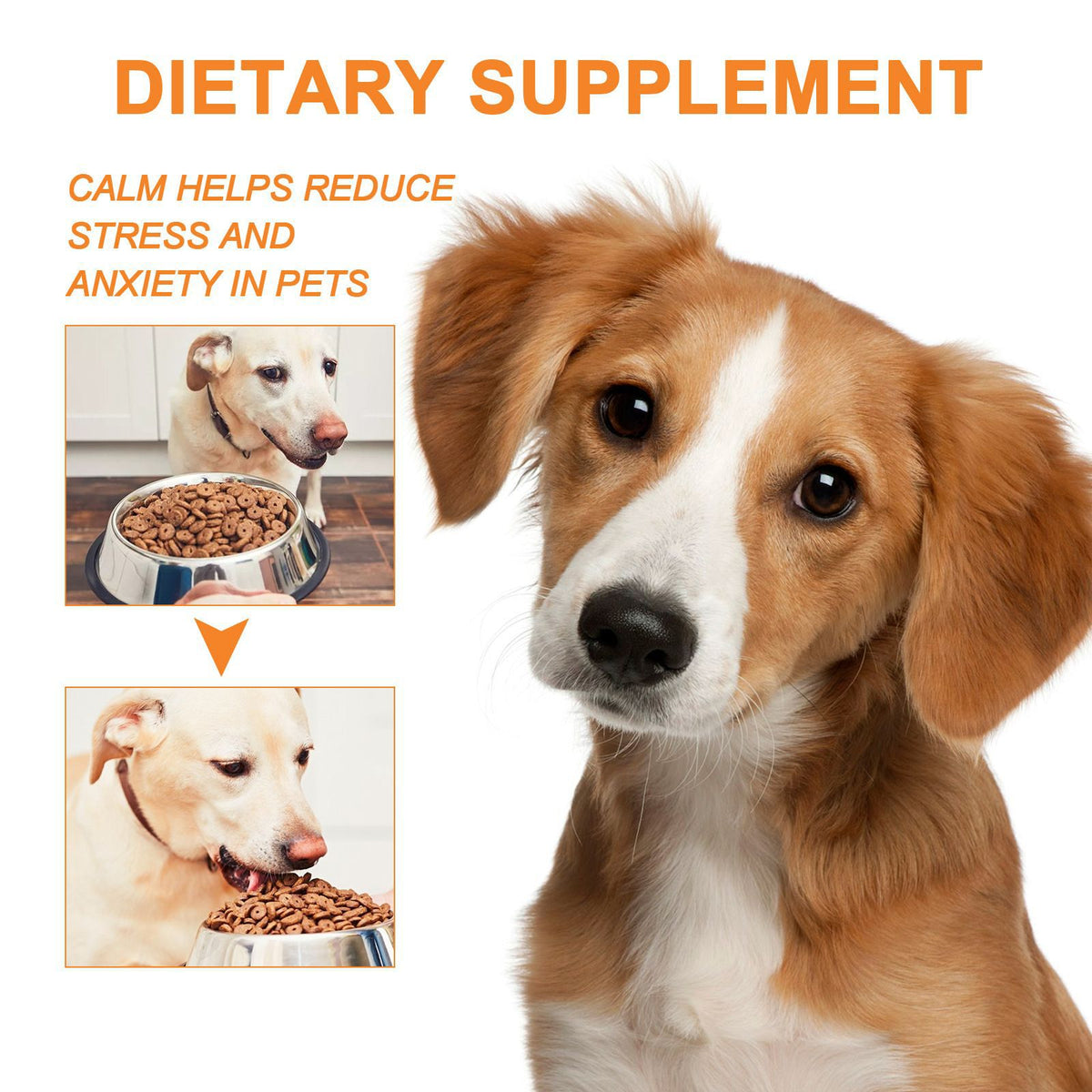Pet Cat And Dog Diet Care To Enhance Physical Fitness And Nutritional Supplements by Ricaloux