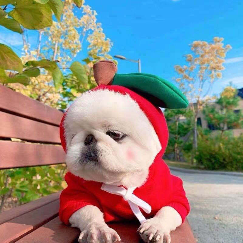Cute Fruit Dog Clothes For Small Dogs Hoodies Winter Warm Fleece Pet Clothing Puppy Cat Costume Coat For French Chihuahua Outfit by Ricaloux