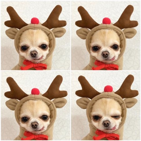 Cute Fruit Dog Clothes For Small Dogs Hoodies Winter Warm Fleece Pet Clothing Puppy Cat Costume Coat For French Chihuahua Outfit - RICALOUX