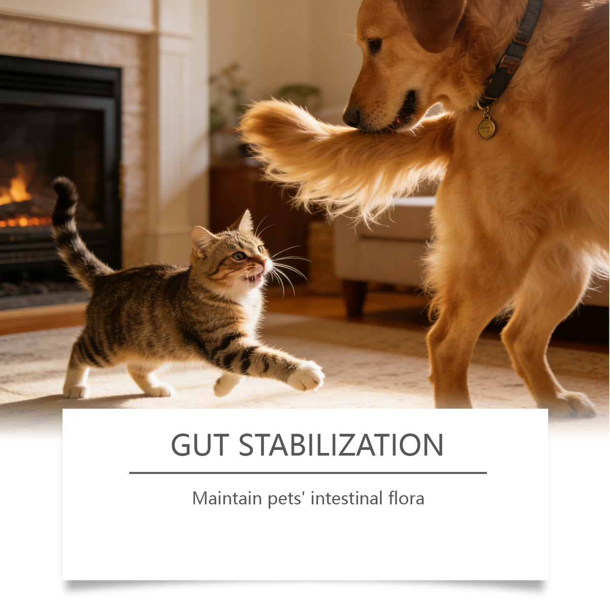 Probiotic Powder For Pet Intestinal Care by Ricaloux