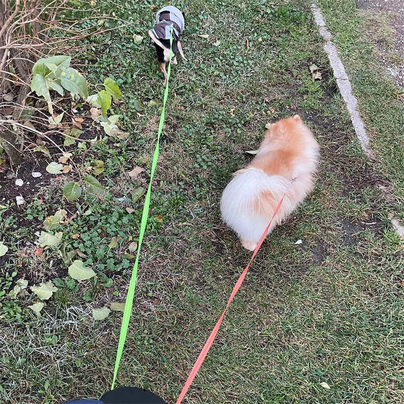 Retractable Dog Leash For Small Dogs Reflective Dual Pet Leash Lead 360 Swivel No Double Dog Walking Leash With Lights Pet Products by Ricaloux