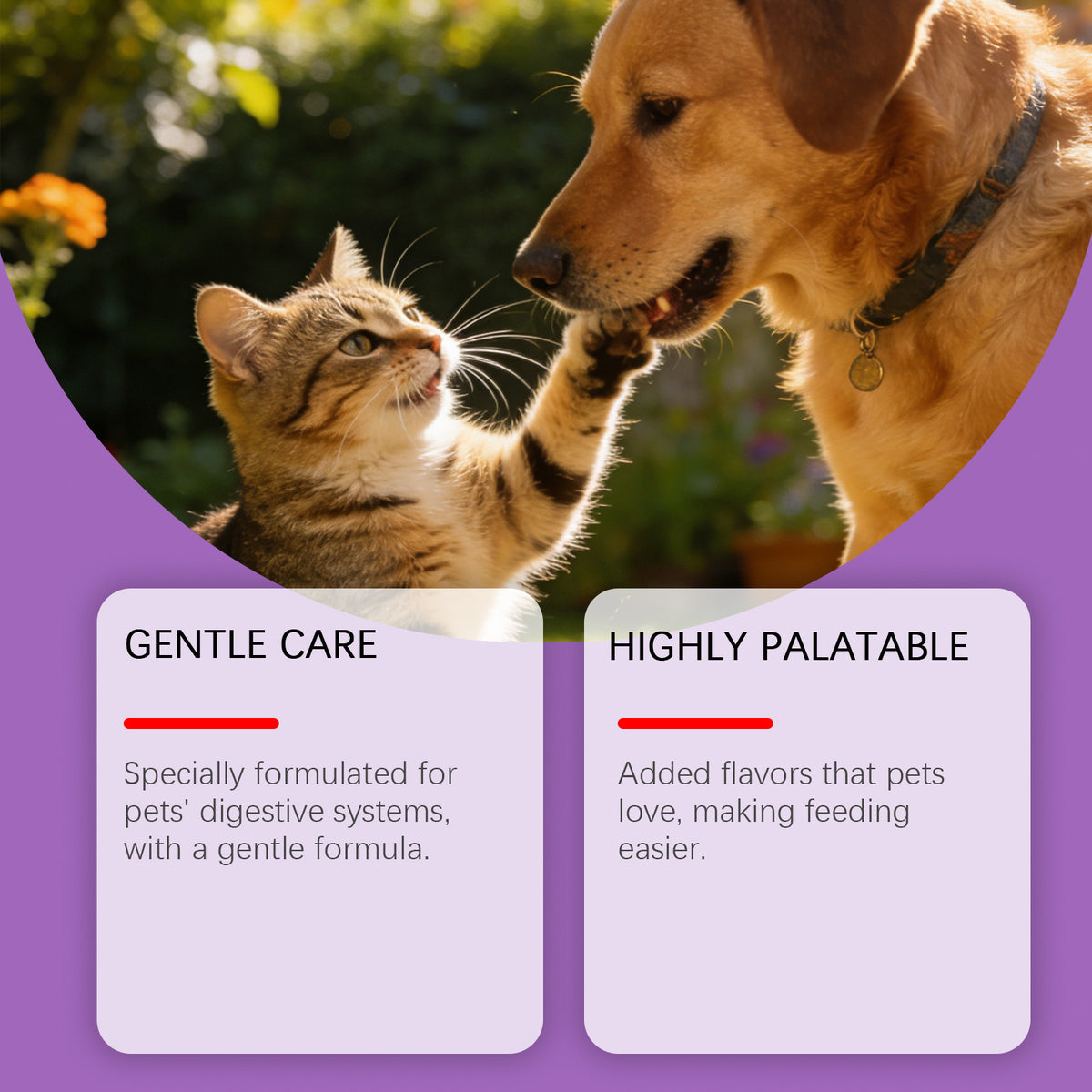 Probiotic Powder For Pet Intestinal Care by Ricaloux