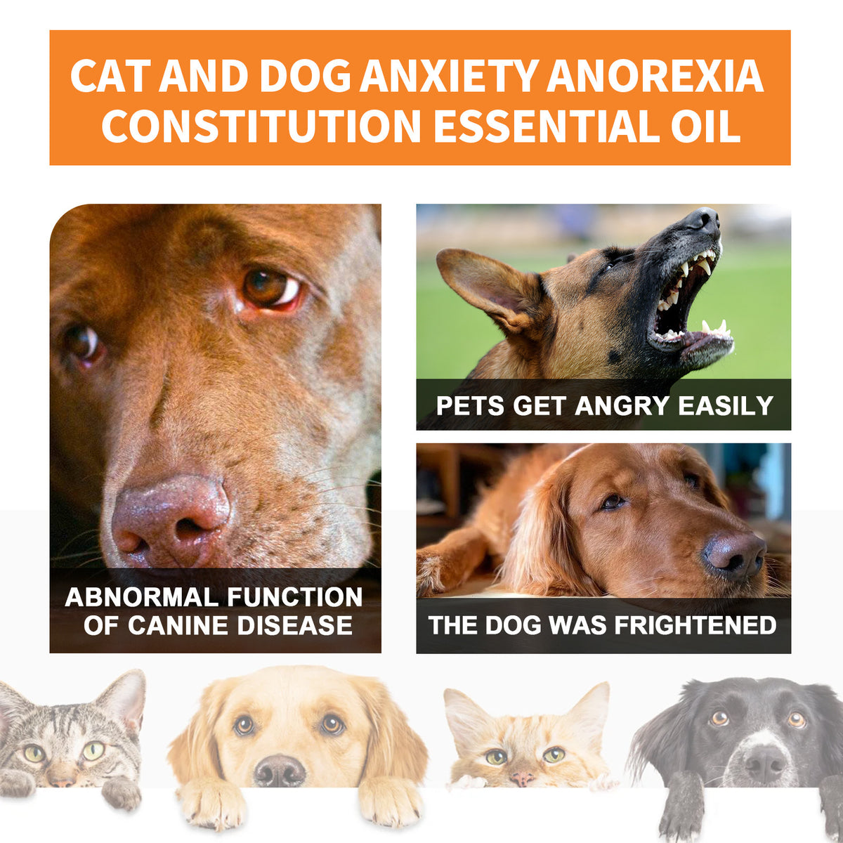 Pet Cat And Dog Diet Care To Enhance Physical Fitness And Nutritional Supplements by Ricaloux